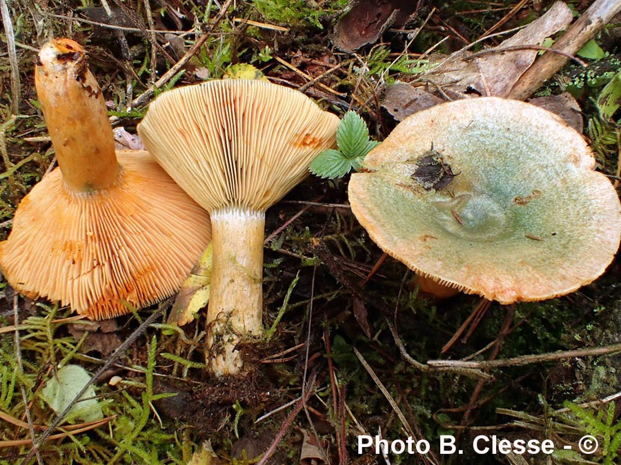 Lactarius deterrimus