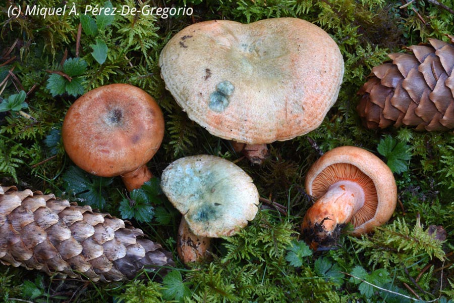 Lactarius deterrimus