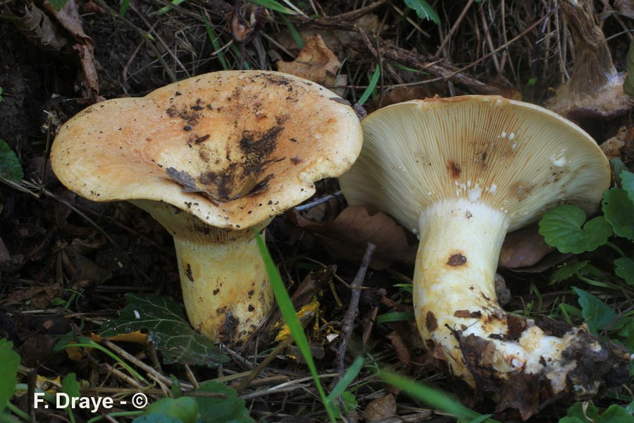 Lactarius evosmus