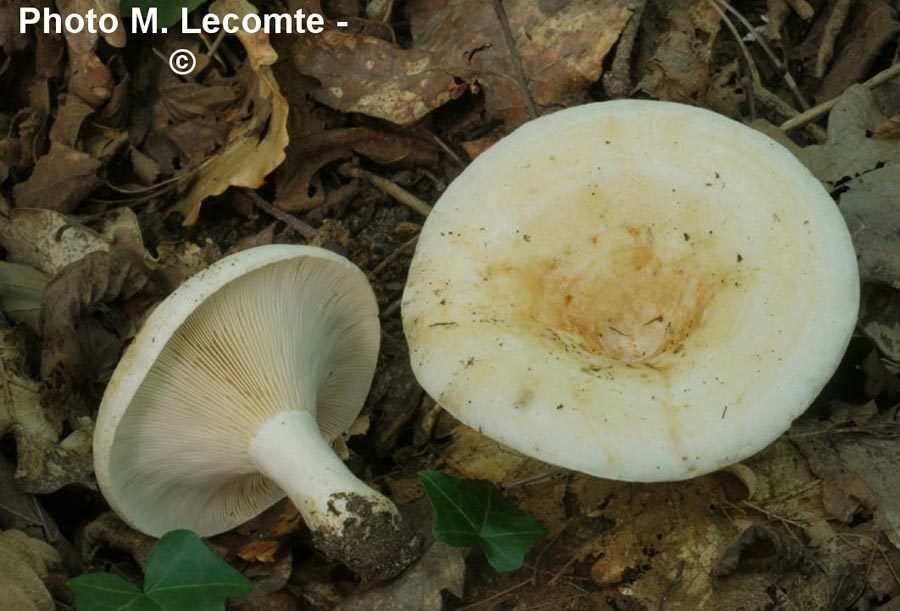 Lactarius evosmus