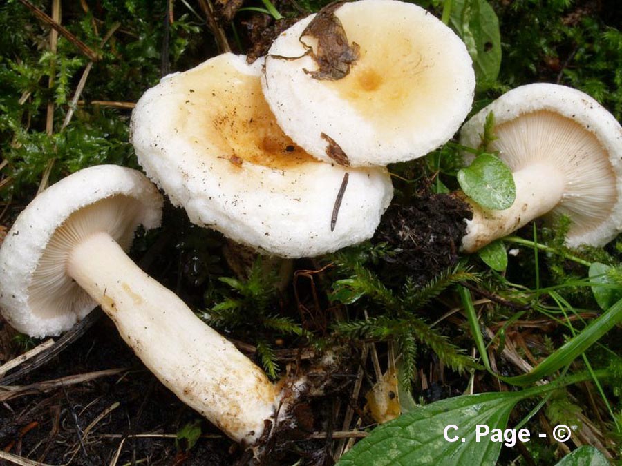 Lactarius favrei