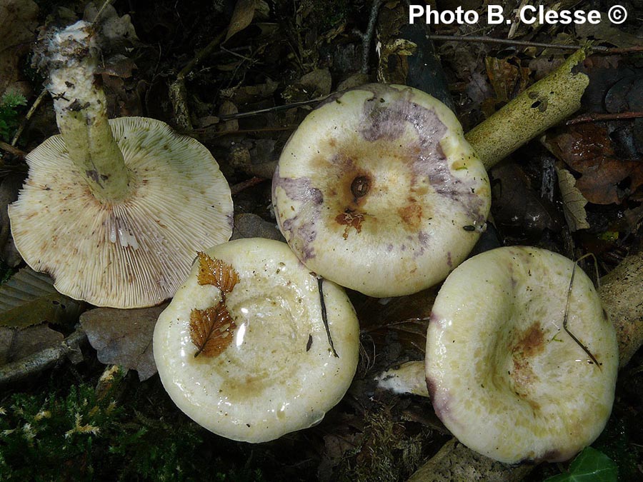 Lactarius flavidus