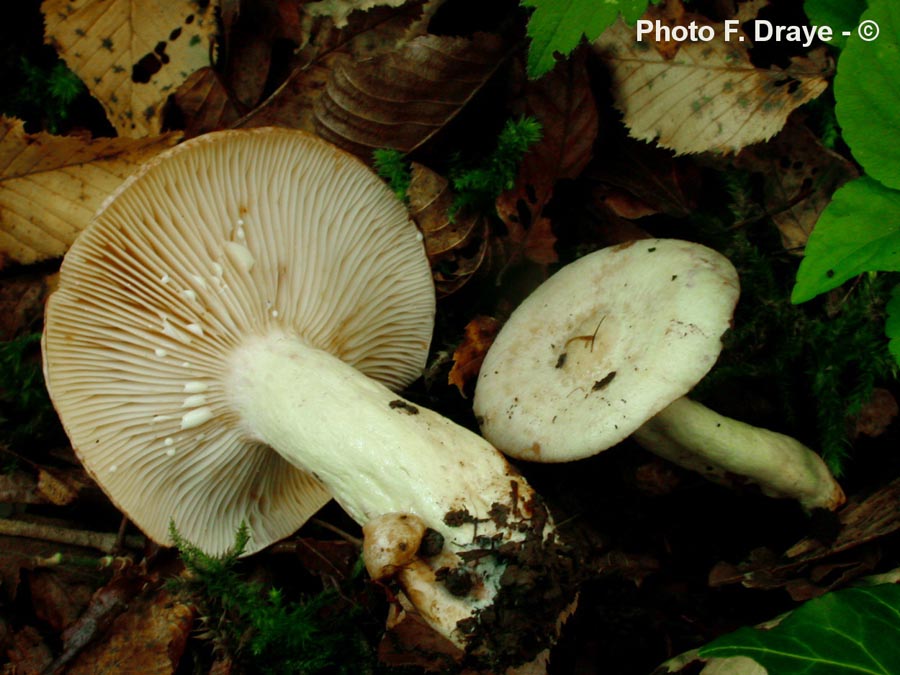 Lactarius flavidus