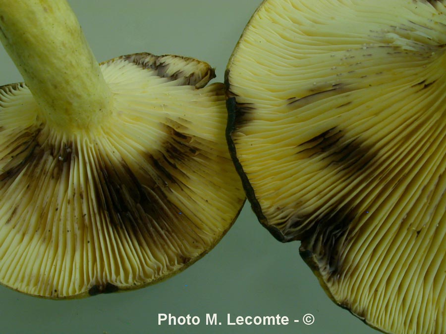 Lactarius flavidus