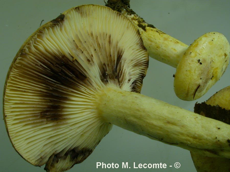 Lactarius flavidus