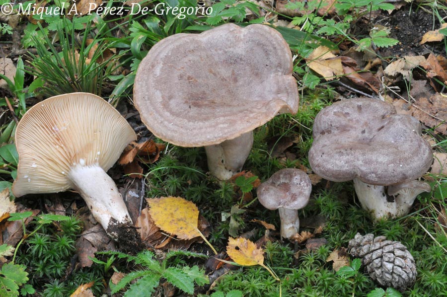 Lactarius flexuosus