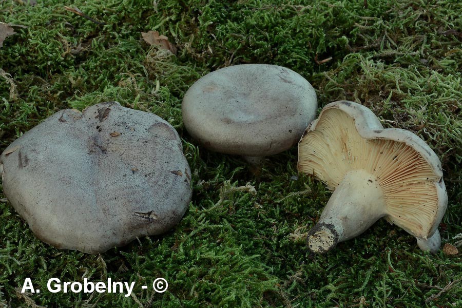 Lactarius flexuosus