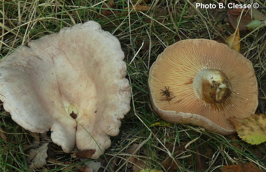 Lactarius flexuosus