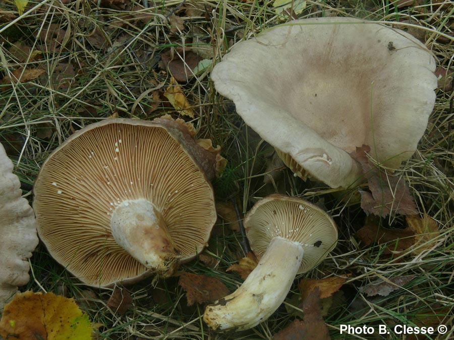 Lactarius flexuosus