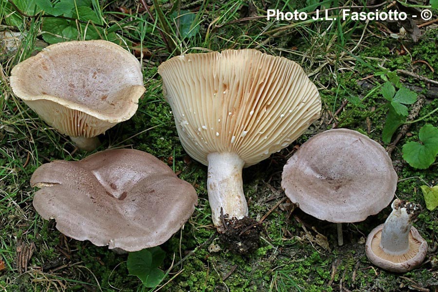 Lactarius flexuosus