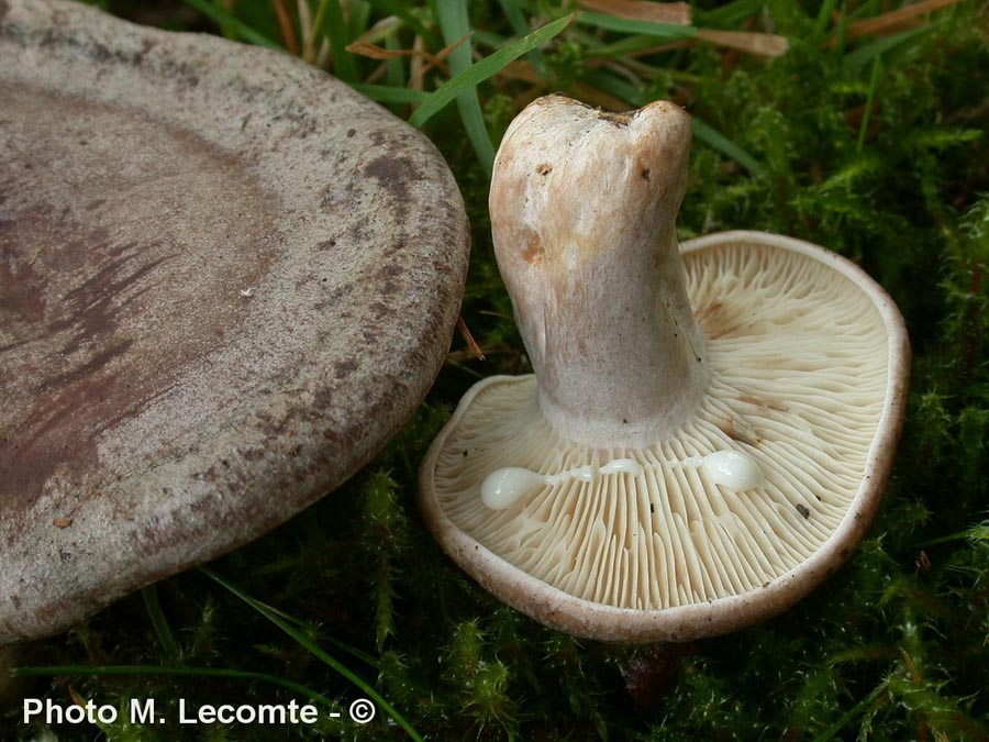 Lactarius fluens