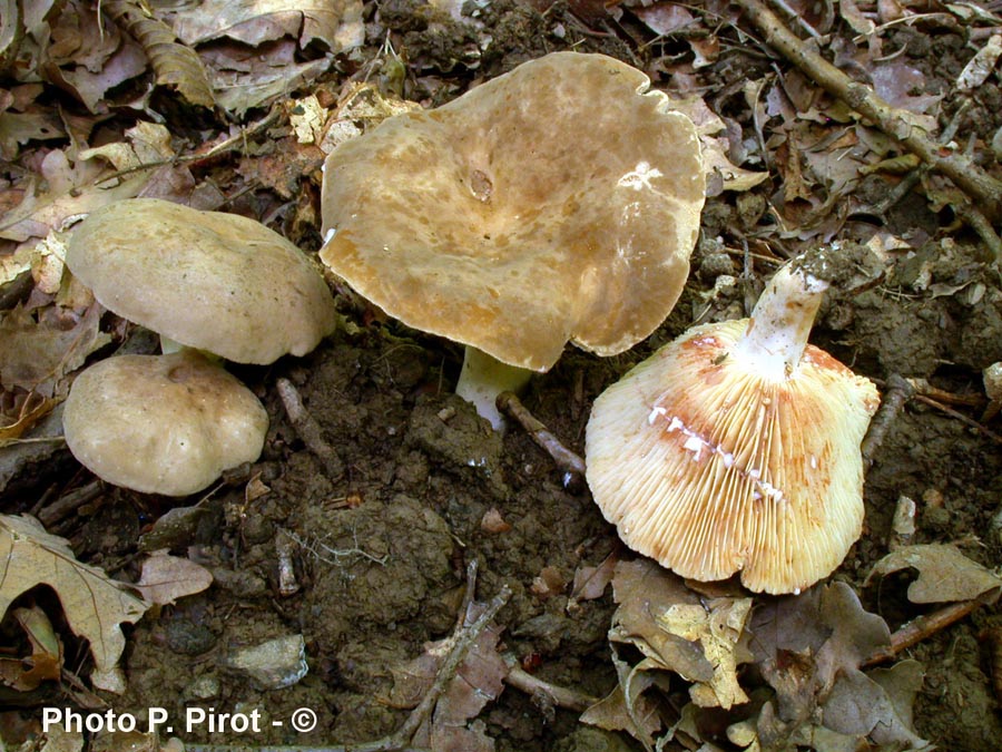 Lactarius fuliginosus