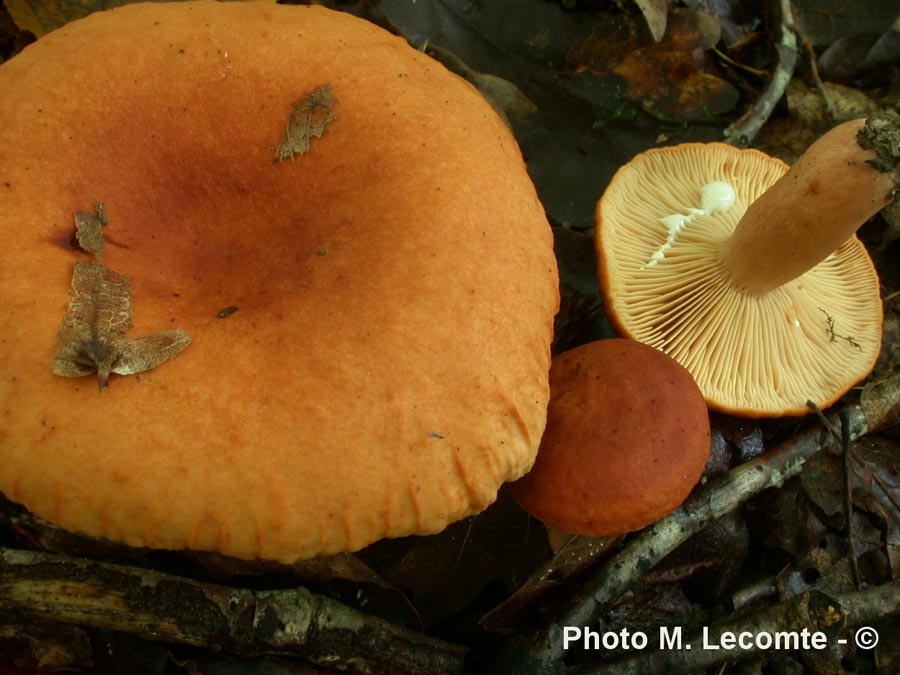 Lactarius fulvissimus