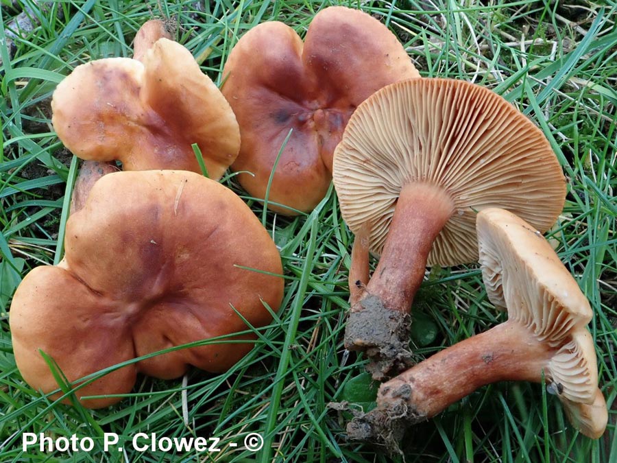 Lactarius fulvissimus