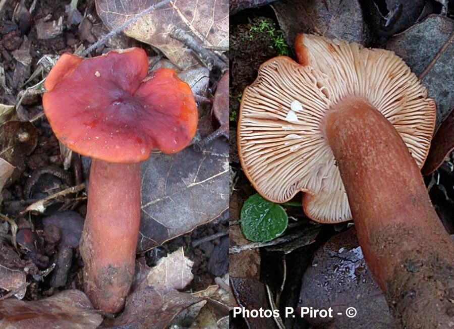 Lactarius fulvissimus