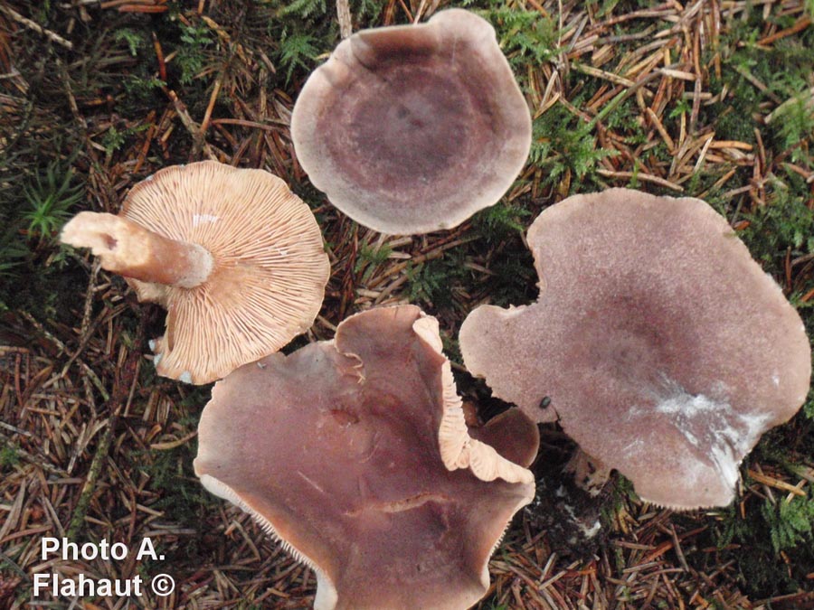 Lactarius fuscus