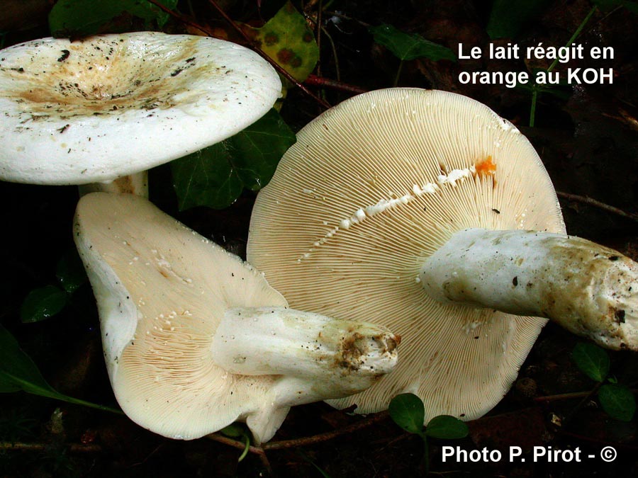 Lactarius glaucescens