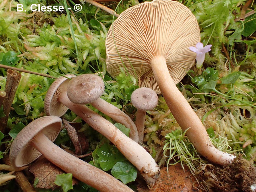 Lactarius glyciosmus