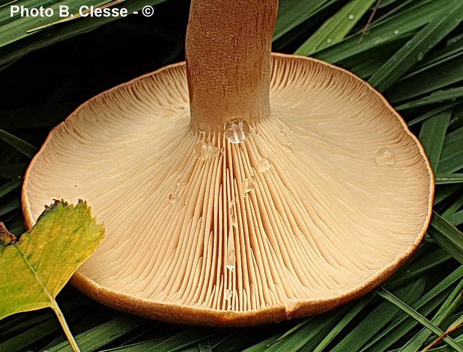 Lactarius helvus