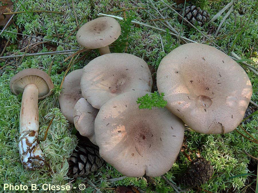 Lactarius helvus