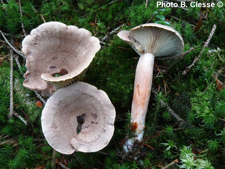 Lactarius helvus