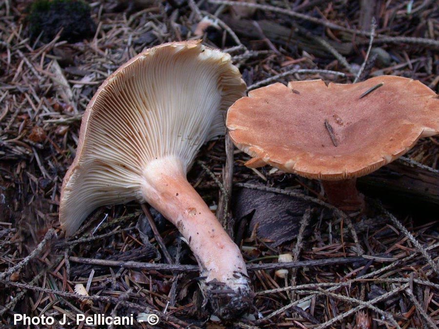 Lactarius helvus