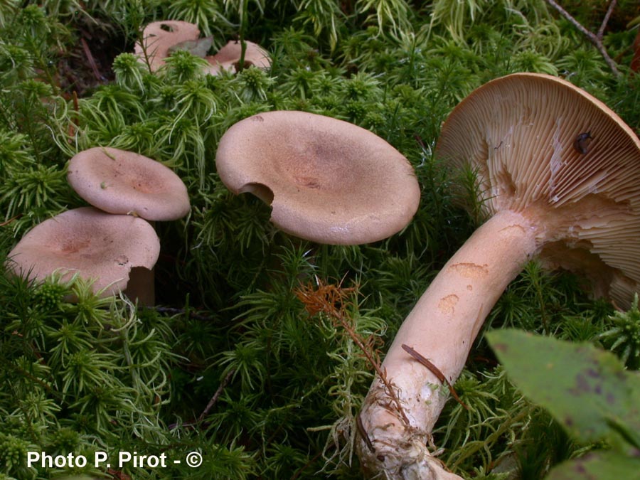 Lactarius helvus