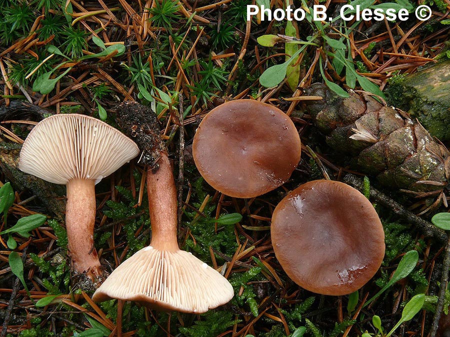 Lactarius hepaticus