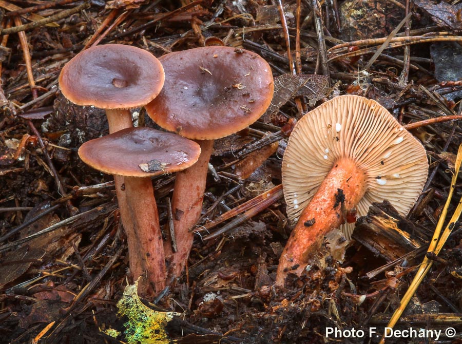 Lactarius hepaticus