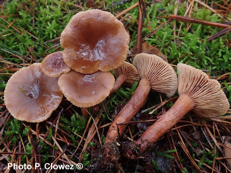 Lactarius hepaticus