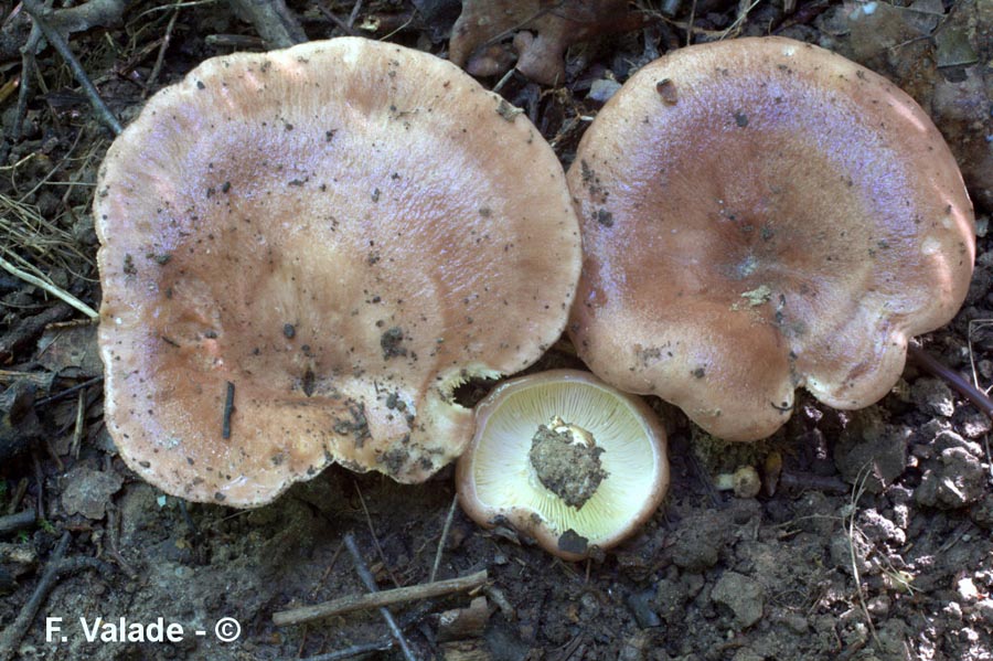 Lactarius hysginus