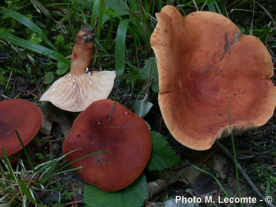 Lactarius ichoratus