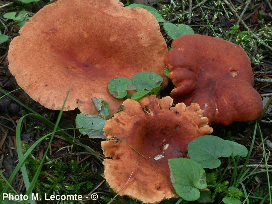 Lactarius ichoratus