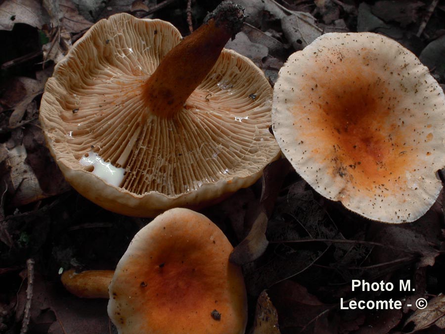 Lactarius ichoratus