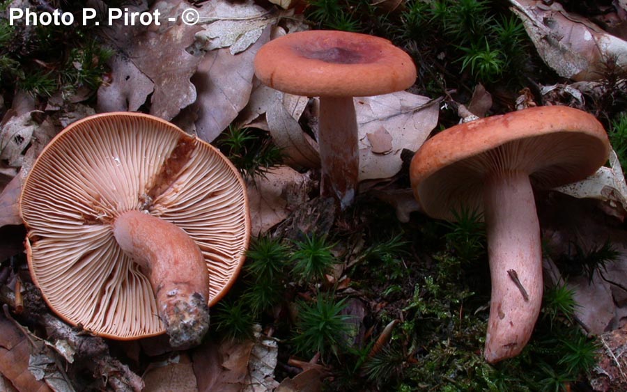 Lactarius ichoratus