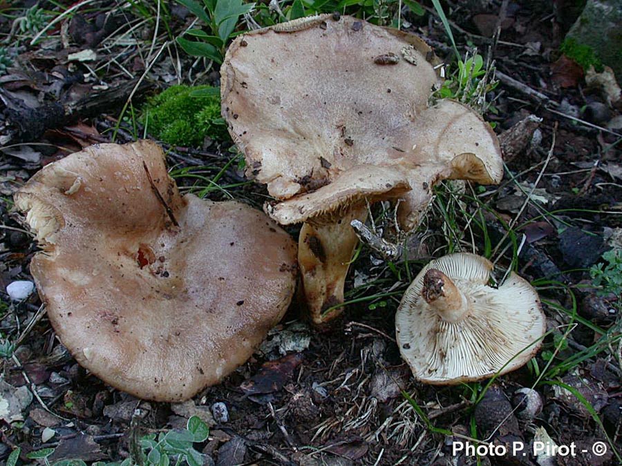 Lactarius ilicis