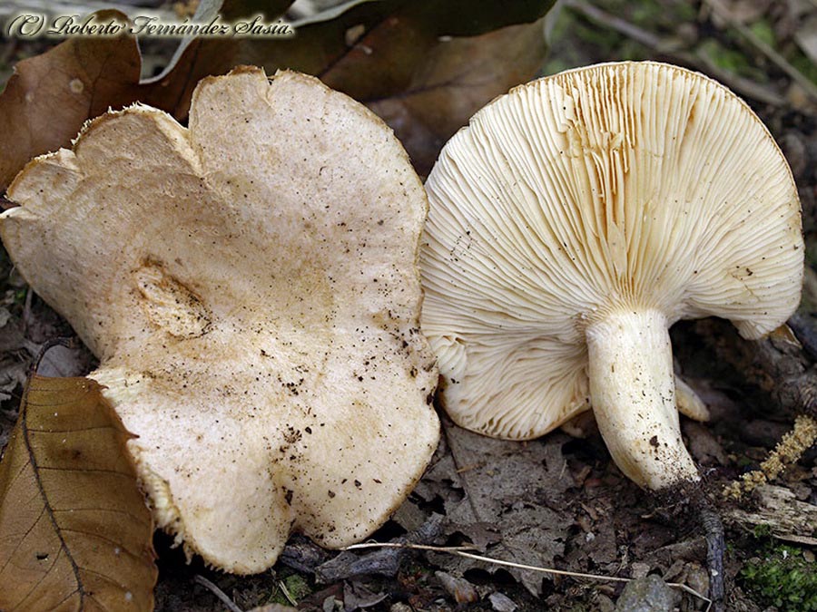 Lactarius illyricus