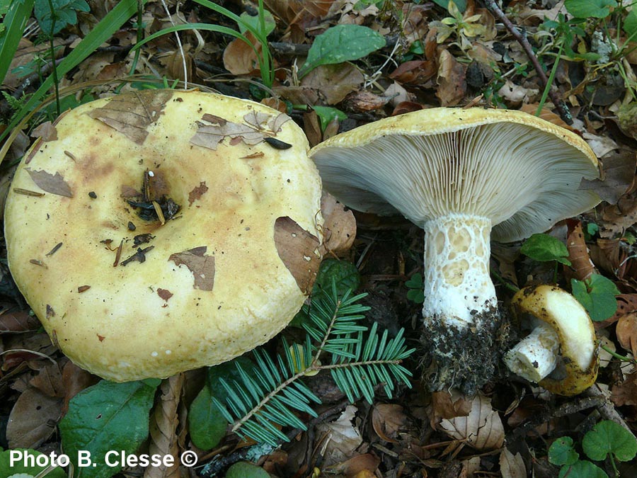 Lactarius intermedius