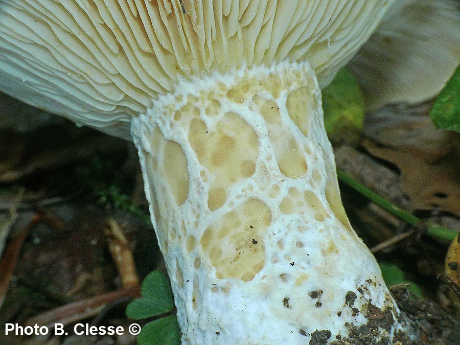 Lactarius intermedius