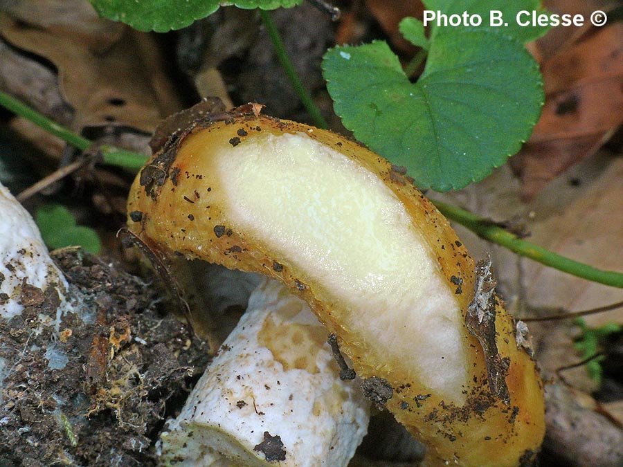 Lactarius intermedius