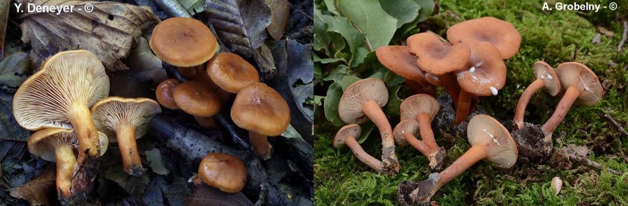 Lactarius lacunarum