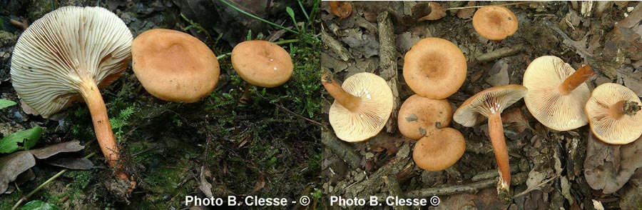 Lactarius lacunarum