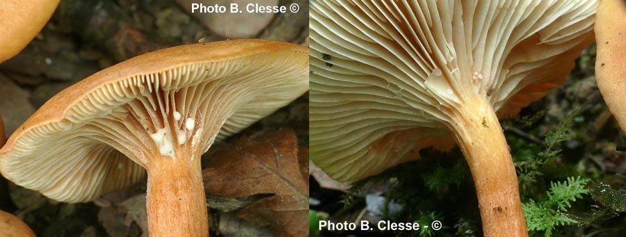 Lactarius lacunarum