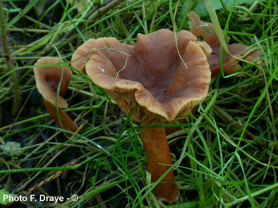 Lactarius lacunarum