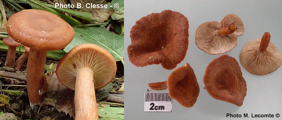 Lactarius lacunarum