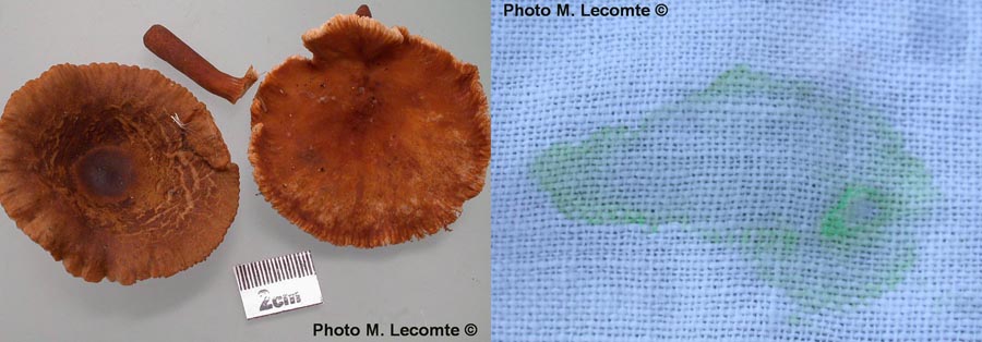 Lactarius lacunarum