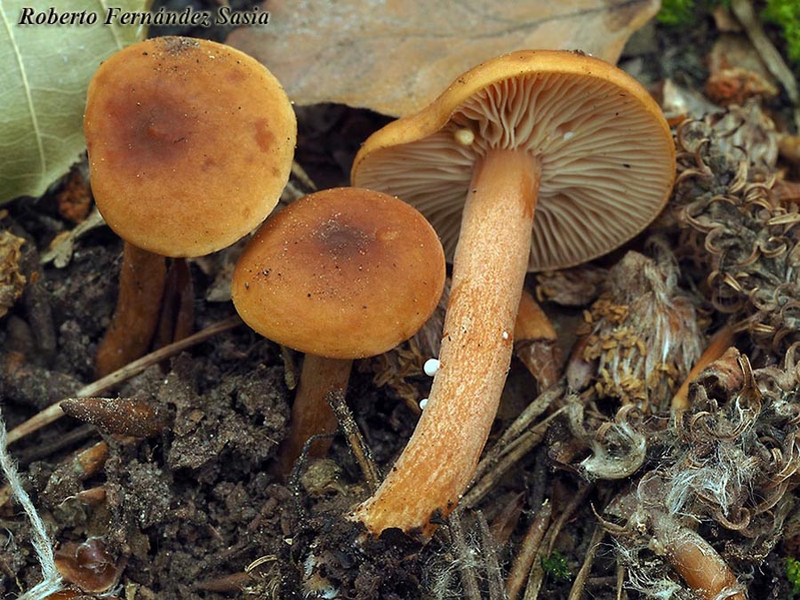 Lactarius lacunarum