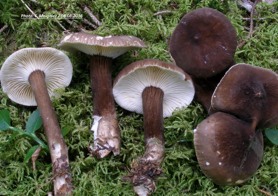 Lactarius lignyotus