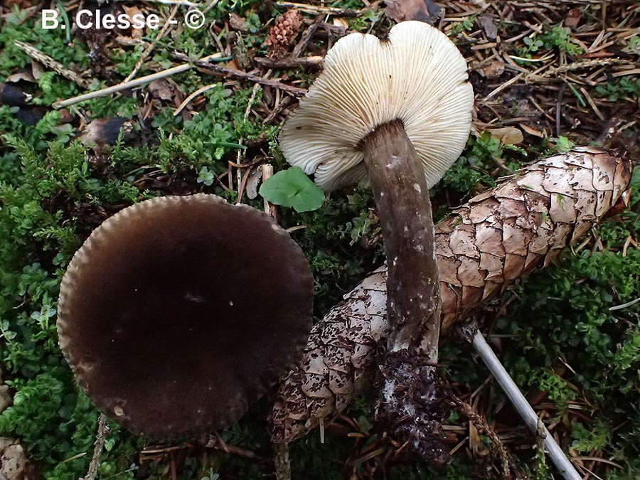 Lactarius lignyotus