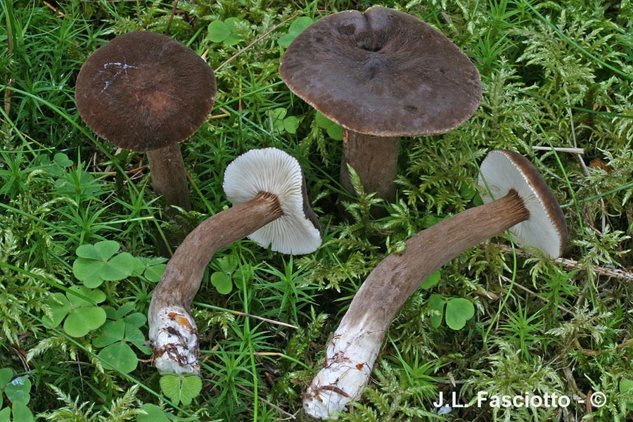 Lactarius lignyotus